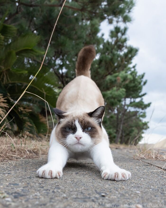 These Japanese Street Cats Are Straight-Up Drama Queens And We’re Here For It