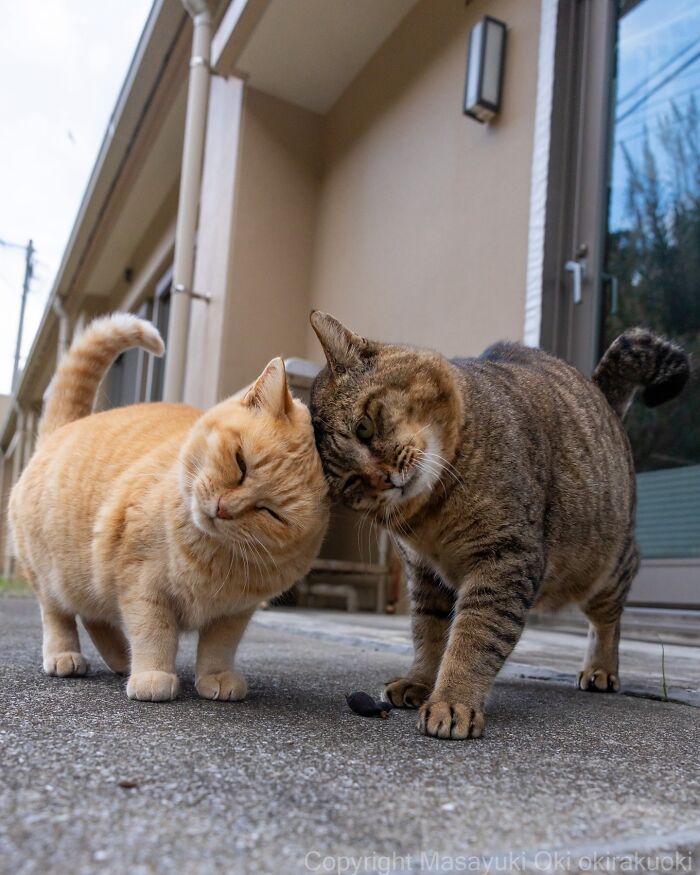 These Japanese Street Cats Are Straight-Up Drama Queens And We’re Here For It
