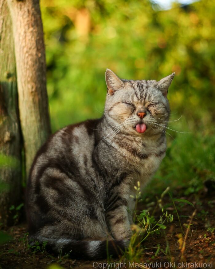 These Japanese Street Cats Are Straight-Up Drama Queens And We’re Here For It