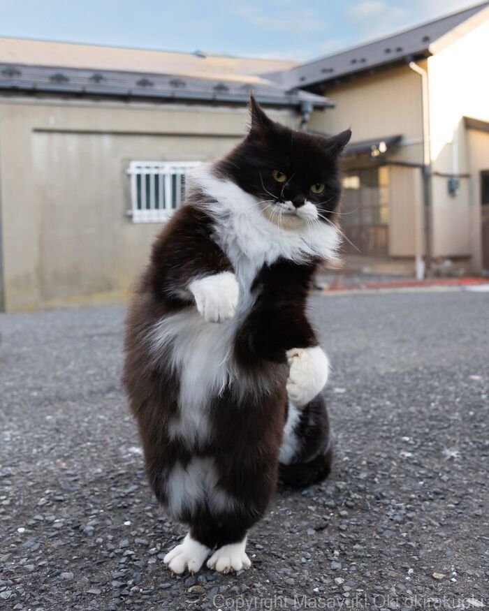 These Japanese Street Cats Are Straight-Up Drama Queens And We’re Here For It