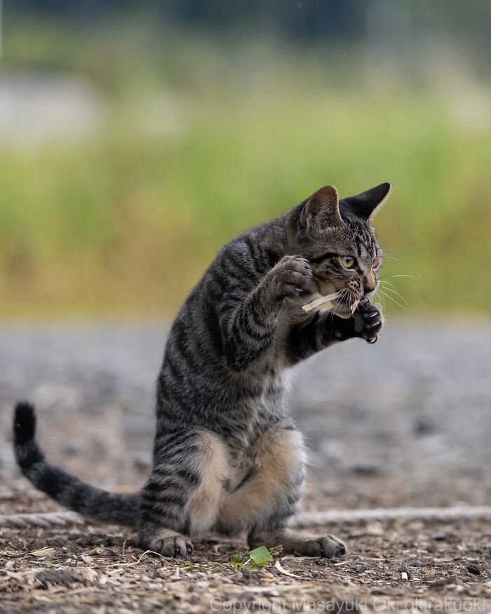 These Japanese Street Cats Are Straight-Up Drama Queens And We’re Here For It