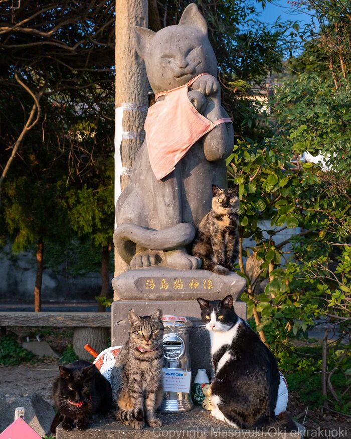 These Japanese Street Cats Are Straight-Up Drama Queens And We’re Here For It