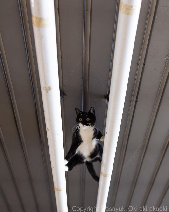 These Japanese Street Cats Are Straight-Up Drama Queens And We’re Here For It