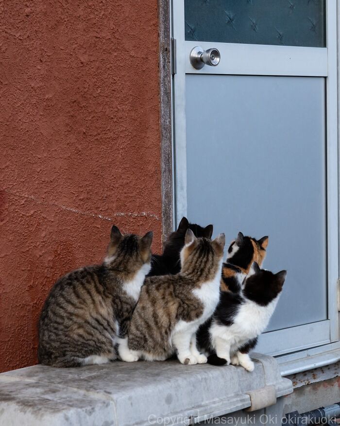 These Japanese Street Cats Are Straight-Up Drama Queens And We’re Here For It