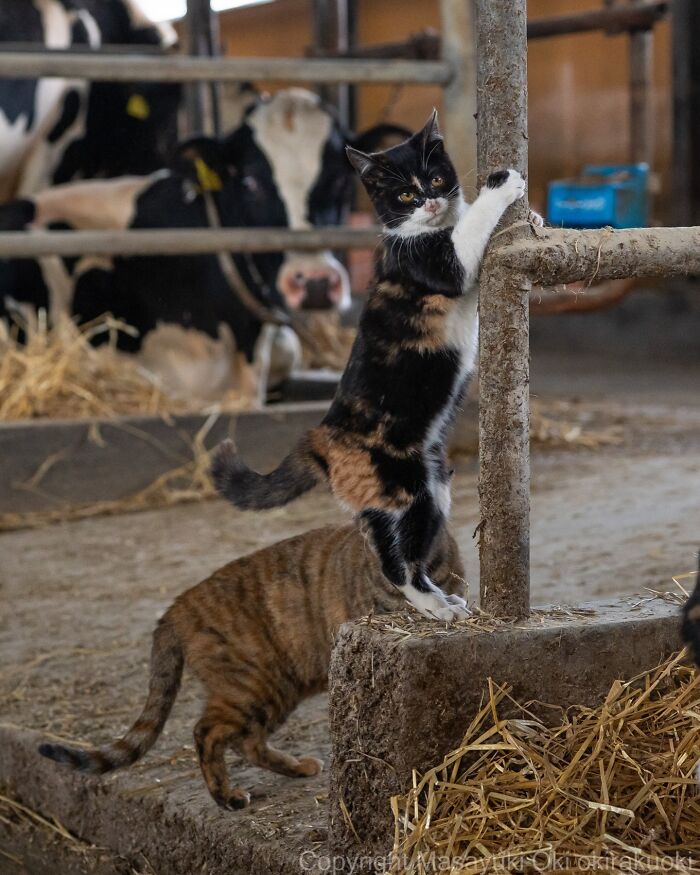 These Japanese Street Cats Are Straight-Up Drama Queens And We’re Here For It