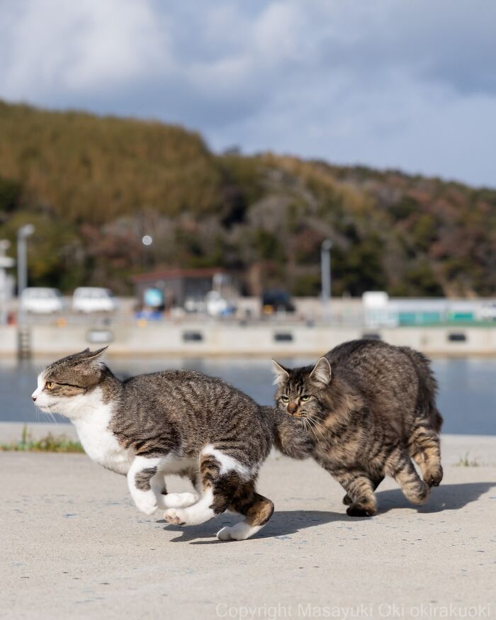 These Japanese Street Cats Are Straight-Up Drama Queens And We’re Here For It