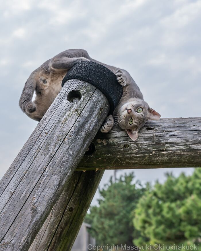 These Japanese Street Cats Are Straight-Up Drama Queens And We’re Here For It