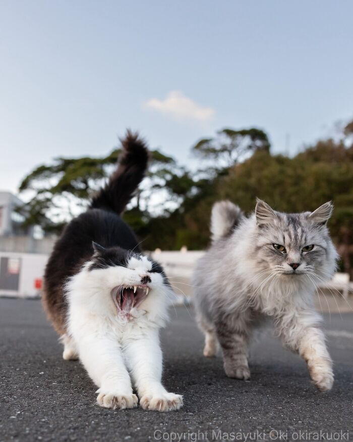 These Japanese Street Cats Are Straight-Up Drama Queens And We’re Here For It