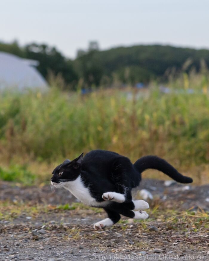 These Japanese Street Cats Are Straight-Up Drama Queens And We’re Here For It