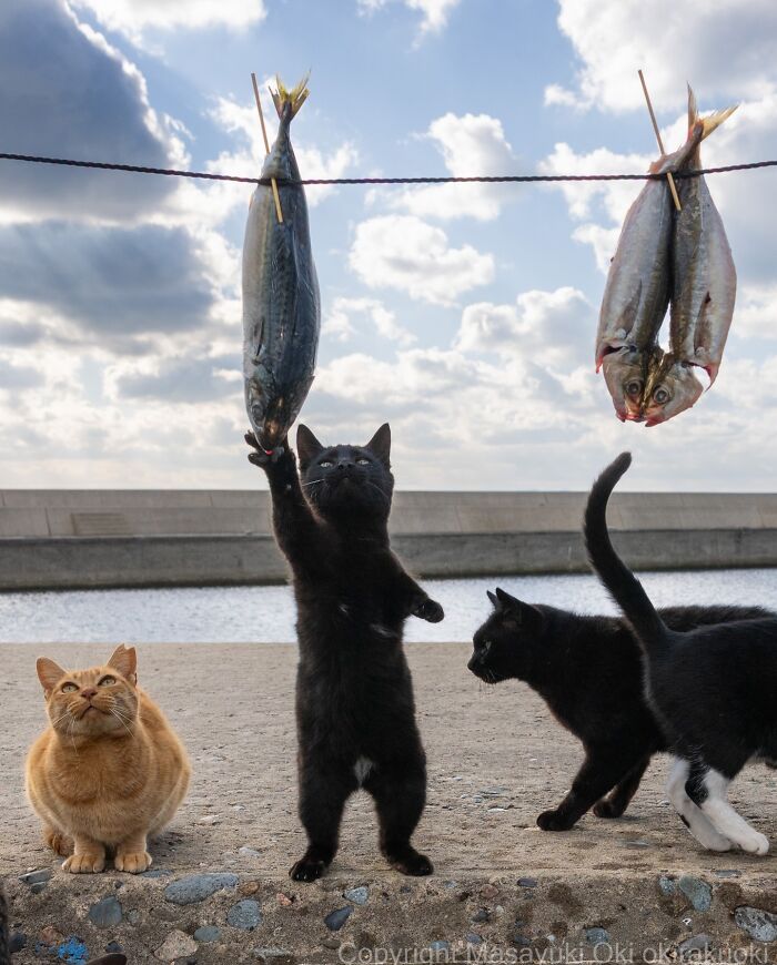 These Japanese Street Cats Are Straight-Up Drama Queens And We’re Here For It