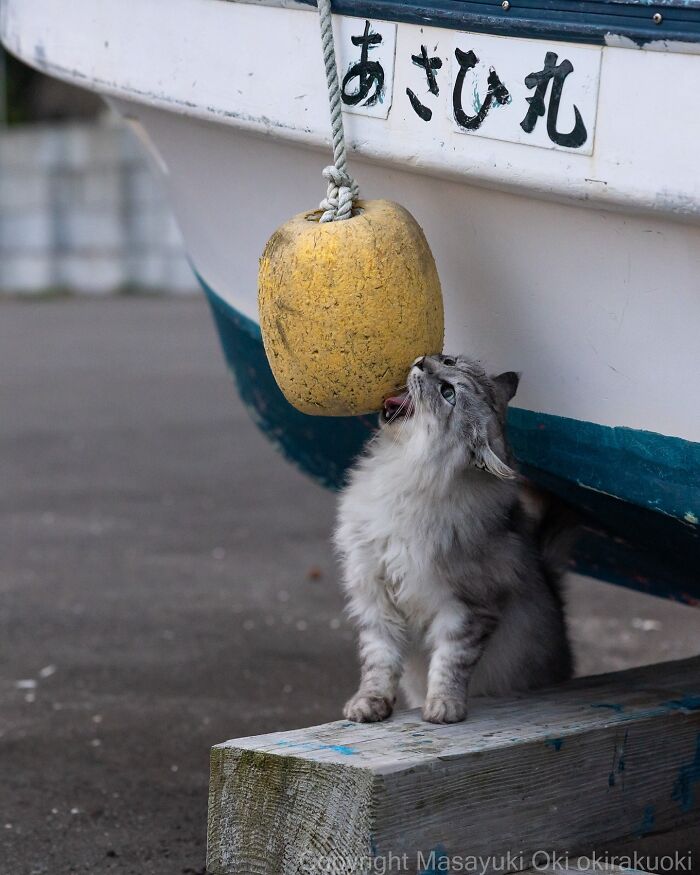 These Japanese Street Cats Are Straight-Up Drama Queens And We’re Here For It