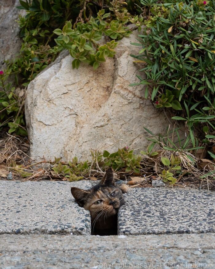 These Japanese Street Cats Are Straight-Up Drama Queens And We’re Here For It