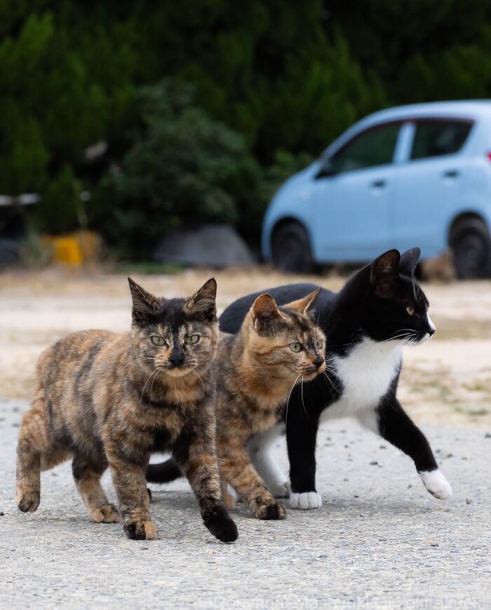 These Japanese Street Cats Are Straight-Up Drama Queens And We’re Here For It