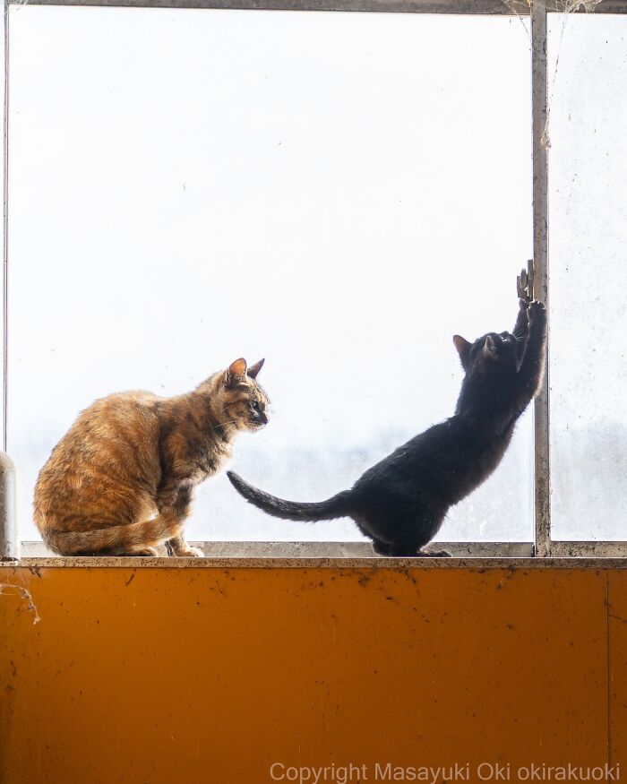 These Japanese Street Cats Are Straight-Up Drama Queens And We’re Here For It