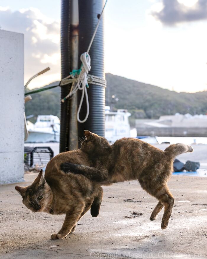 These Japanese Street Cats Are Straight-Up Drama Queens And We’re Here For It