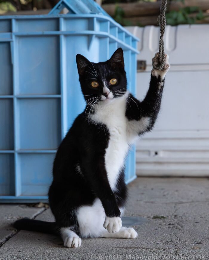 These Japanese Street Cats Are Straight-Up Drama Queens And We’re Here For It