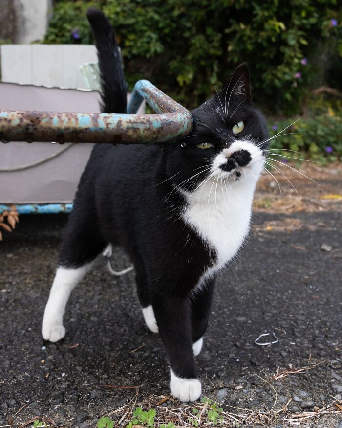 These Japanese Street Cats Are Straight-Up Drama Queens And We’re Here For It