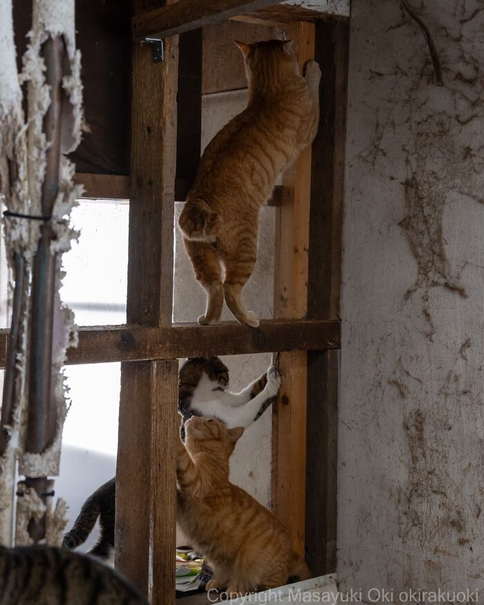 These Japanese Street Cats Are Straight-Up Drama Queens And We’re Here For It