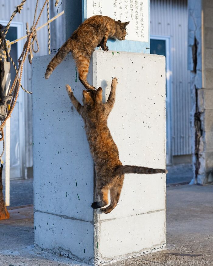 These Japanese Street Cats Are Straight-Up Drama Queens And We’re Here For It
