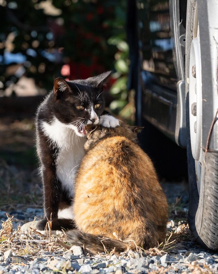 These Japanese Street Cats Are Straight-Up Drama Queens And We’re Here For It