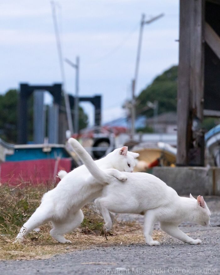 These Japanese Street Cats Are Straight-Up Drama Queens And We’re Here For It