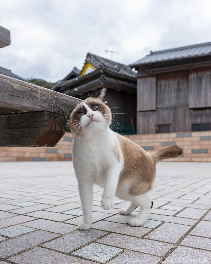 These Japanese Street Cats Are Straight-Up Drama Queens And We’re Here For It
