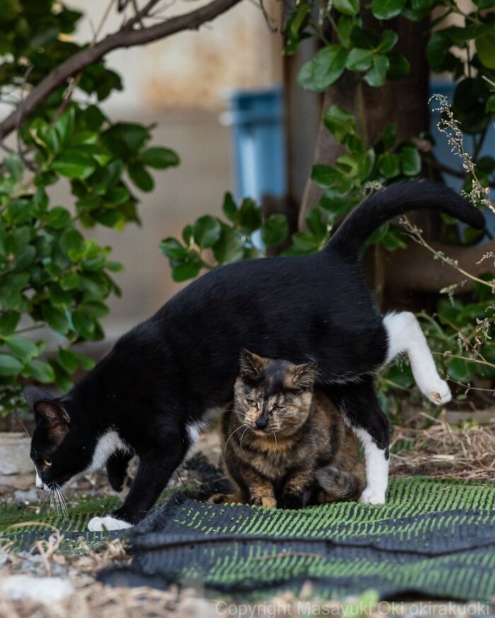 These Japanese Street Cats Are Straight-Up Drama Queens And We’re Here For It