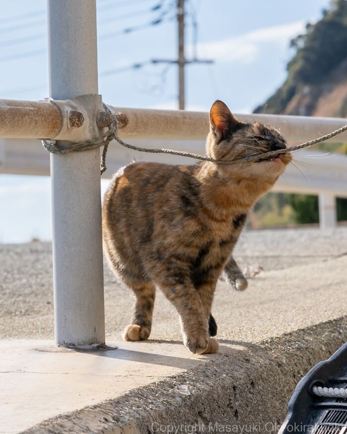 These Japanese Street Cats Are Straight-Up Drama Queens And We’re Here For It