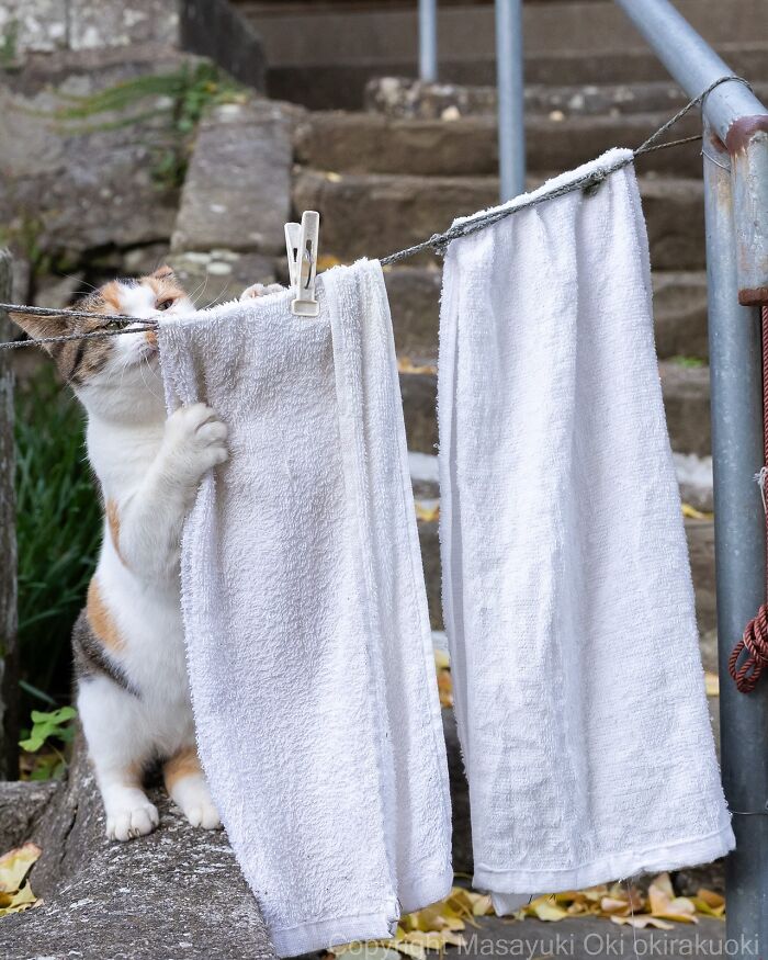 These Japanese Street Cats Are Straight-Up Drama Queens And We’re Here For It