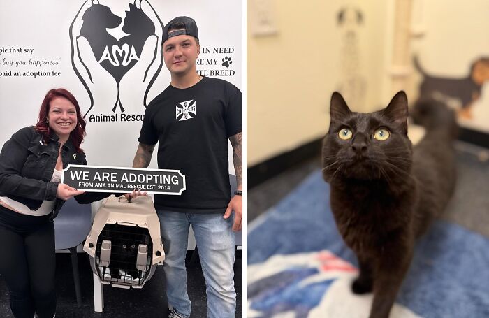 Hemingway: The Extra-Toed Charmer