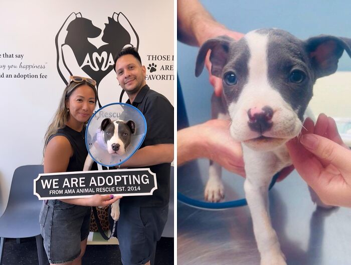 Keke: From Breeder’s Reject to Family Favorite