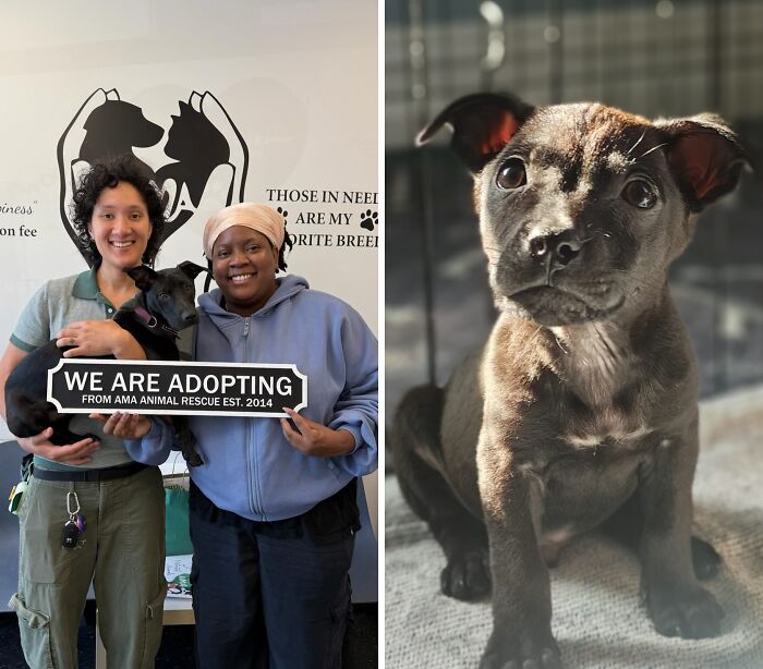 Raven: The Puppy Who Stole the Show