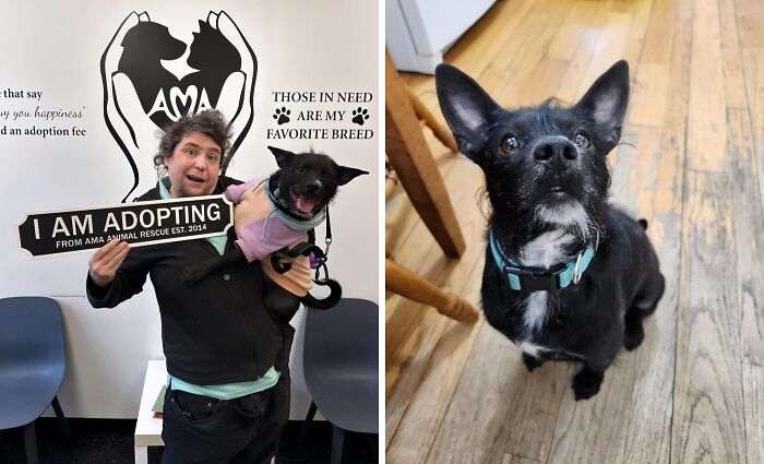 Toto: From Park Alone to Family Favorite