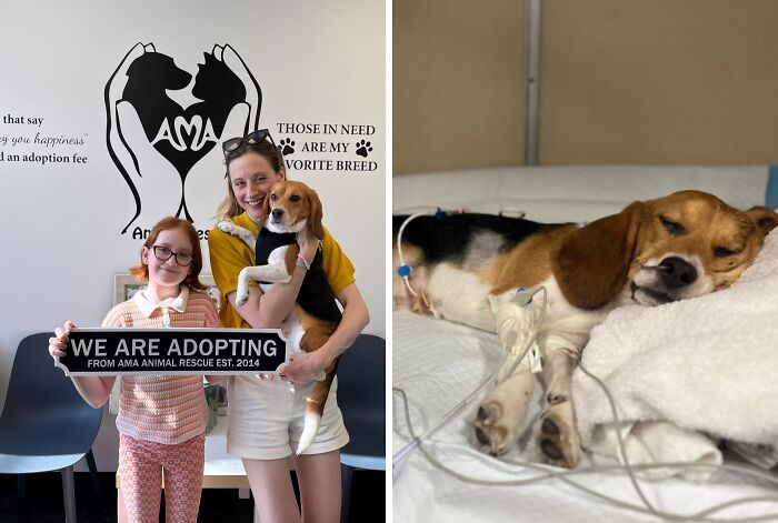 Milou: Lab Veteran to Park Pro