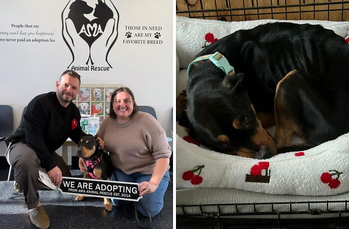 Penelope: From Skin & Bones to Star Cuddler