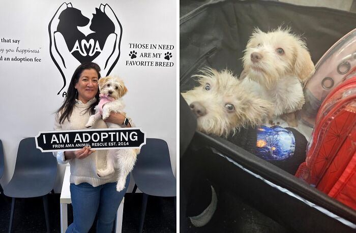 Tiara: The Former Last Kitten Standing