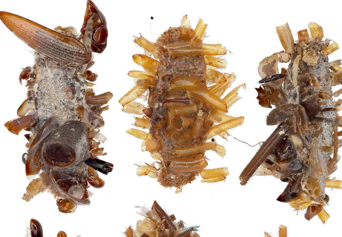 Wait, They Actually Learned These Random Facts Just Now?