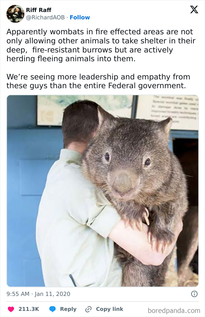 The Wombat That Put All Other Wombats to Shame