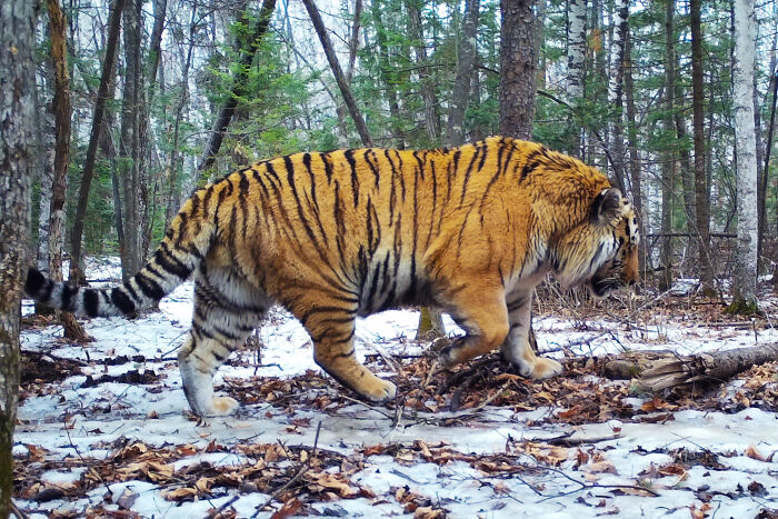 A Siberian Tiger That’s Basically King Kong in Fur