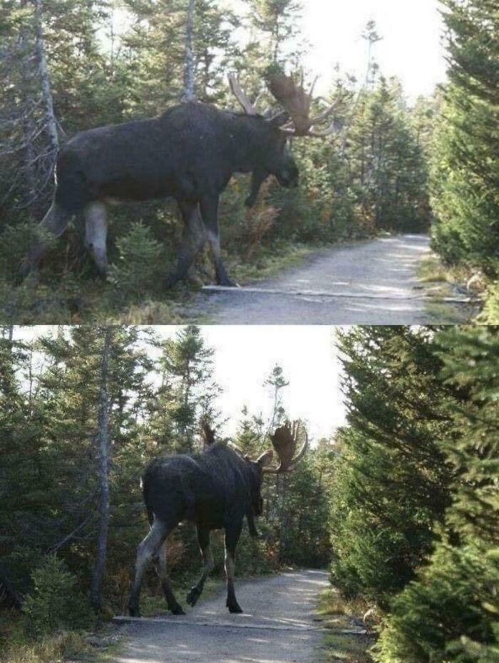 A Moose That’s Basically a Walking Castle
