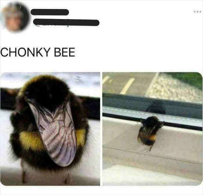 Bee? More Like Bumblebeezilla