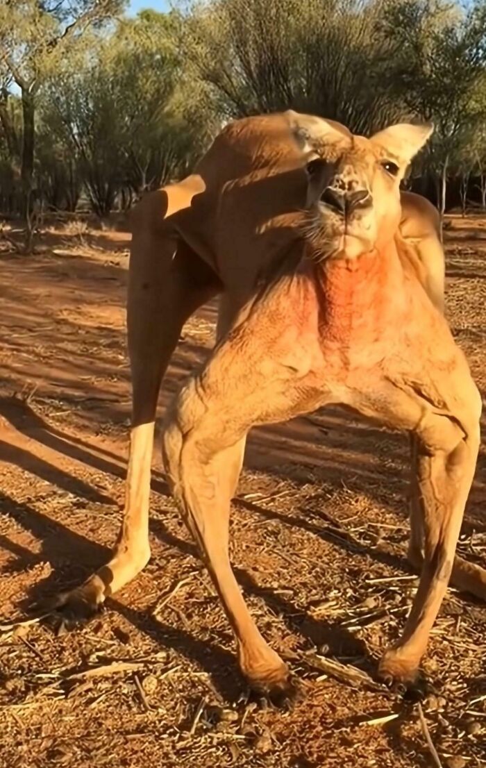 Kangaroo Sized for a Giant’s Hop