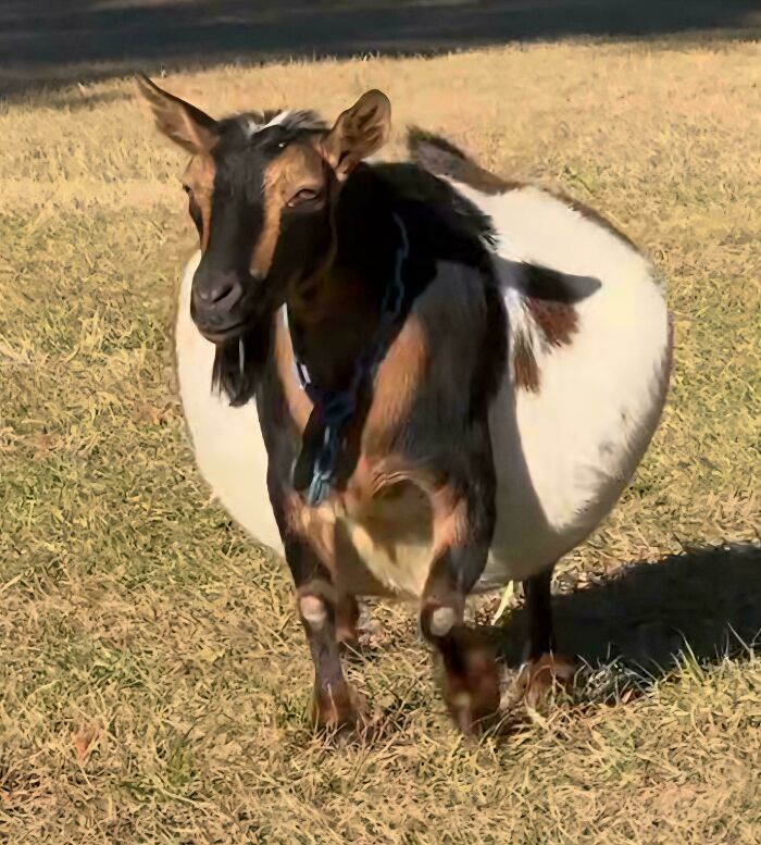 Pregnant Goat? More Like Pregnant Mountain