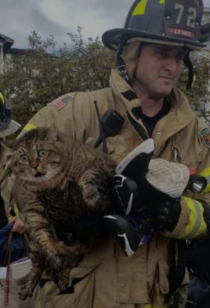 Cat So Big It’s Practically a Lion