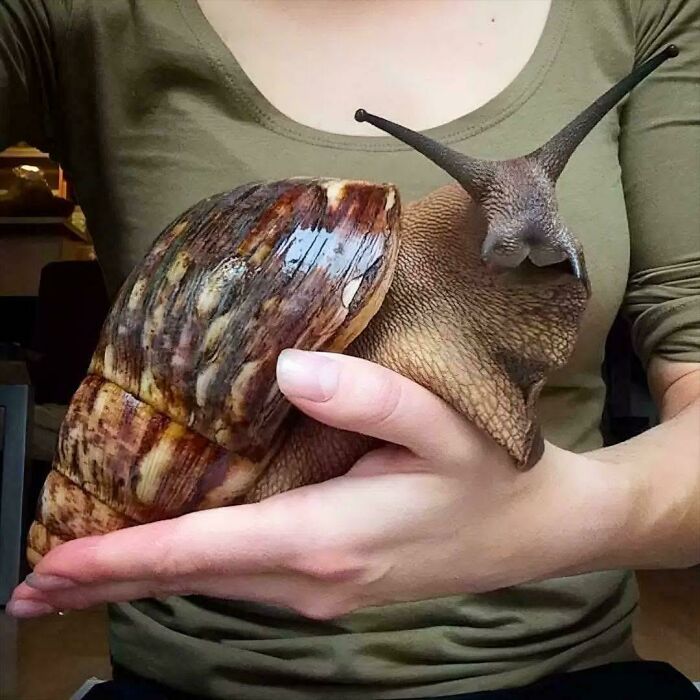 Snail That Took Snail Time to a Whole New Level