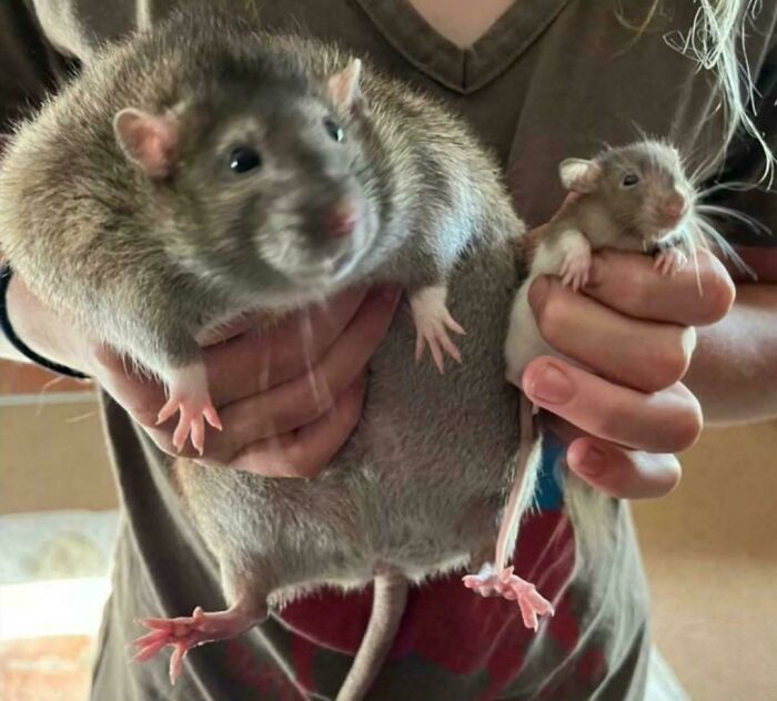 These Absolute Unit Giants Are So Big, They’ll Make Your Jaw Drop!