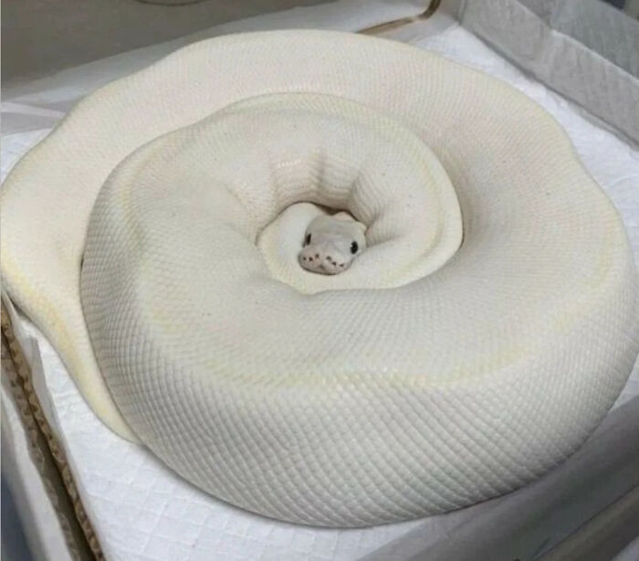 These Absolute Unit Giants Are So Big, They’ll Make Your Jaw Drop!