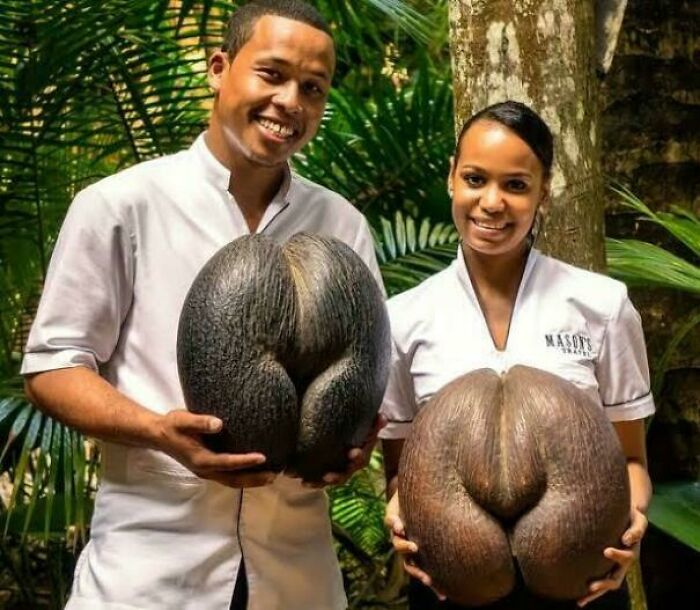 These Absolute Unit Giants Are So Big, They’ll Make Your Jaw Drop!