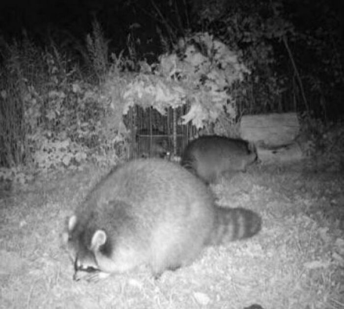 These Absolute Unit Giants Are So Big, They’ll Make Your Jaw Drop!