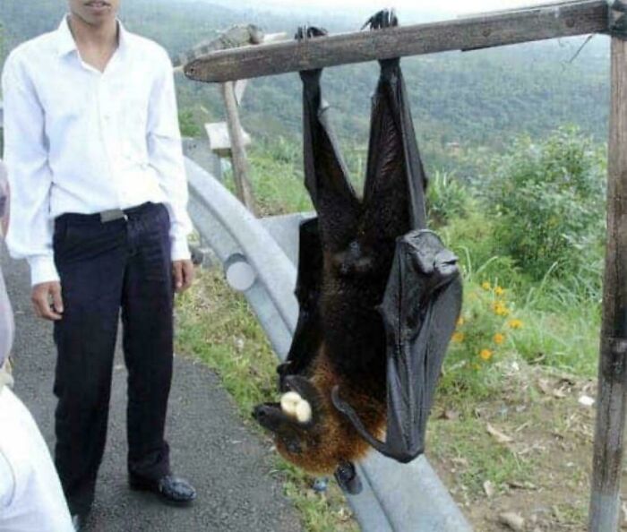 These Absolute Unit Giants Are So Big, They’ll Make Your Jaw Drop!